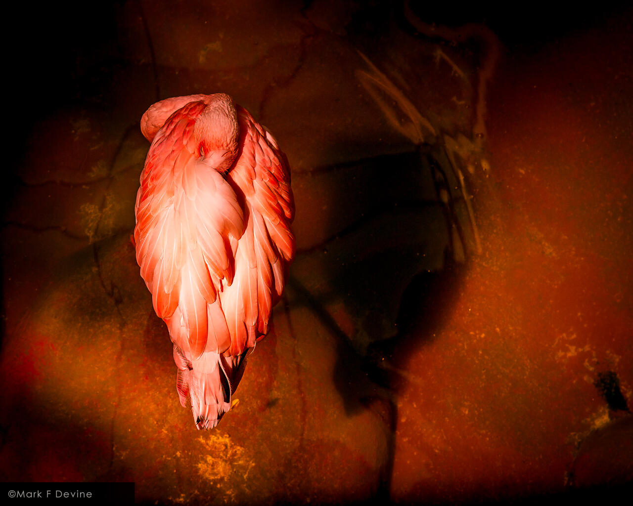 Napping Flamingo print