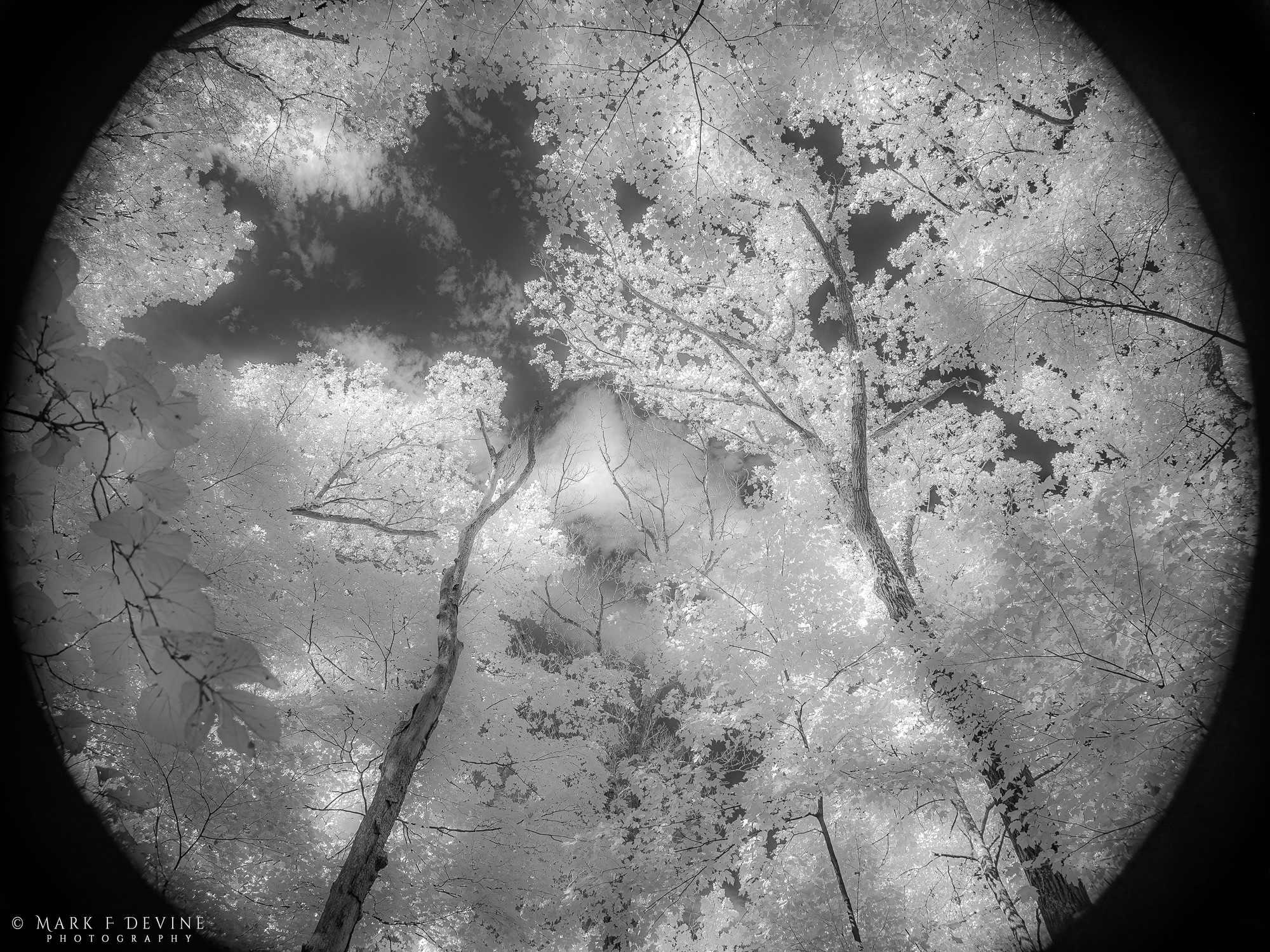 The view in this infrared image is straight up into the fall canopy along a hiking trail in the Baraboo Hills area. A dreamy...
