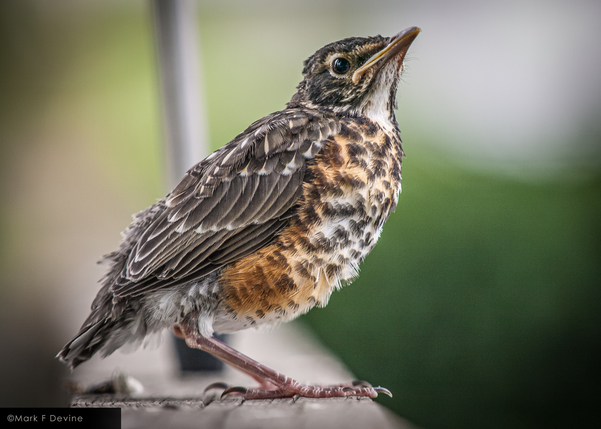 This pensive young robin spent a good while sitting on our fence in peaceful contemplation.