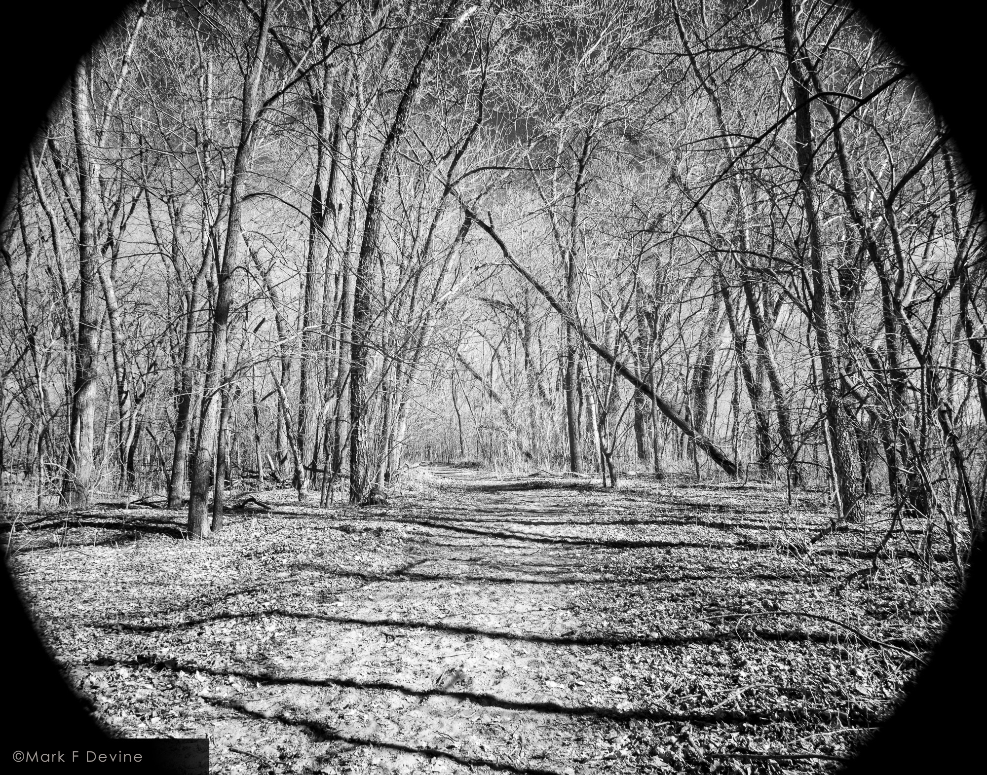 Infrared image showing late afternoon shadows on a path through the Mississippi River bottoms near Winona, Minnesota.