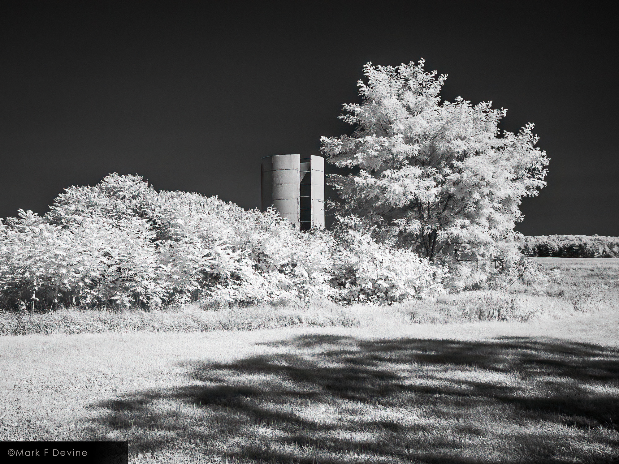 A retired silo nestled in a sumac grove.