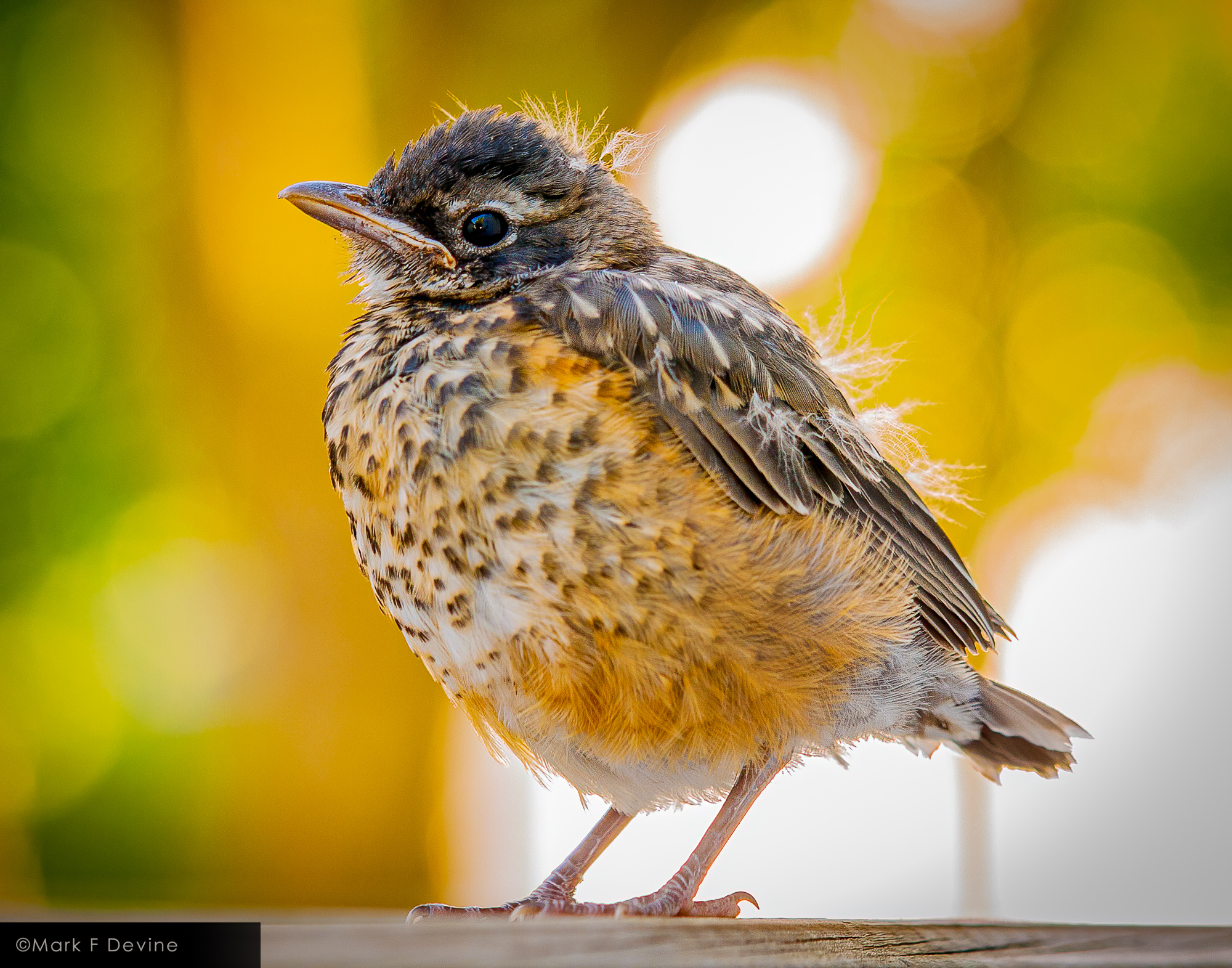 Young robin in transition between scruffy fluff and proper plumage.