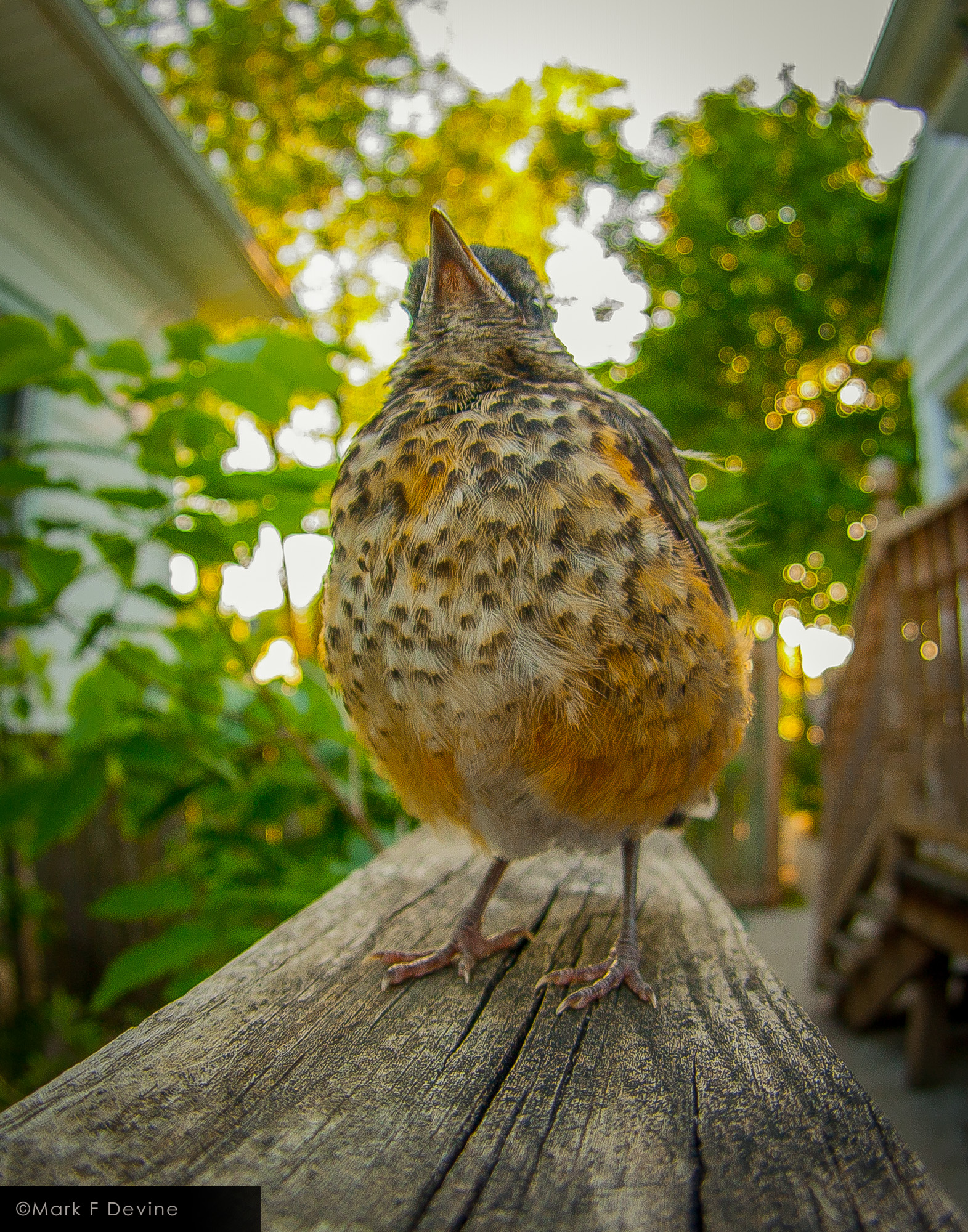 Young Robin posing for a close-up.